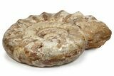 Giant, Jurassic Ammonite (Kranosphinctes) Fossil - Madagascar #279779-2